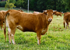 Limousin cow
