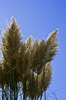 Grass plumes