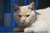 Oscar the Cat