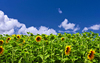 French sunflowers