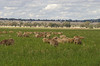 agriculture,