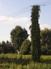 Electric post