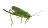 Grasshopper