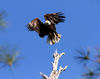 Eagle in Flight