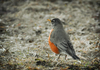 One Robin