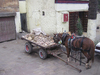 Horse in Cairo