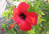 Red flower