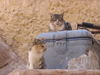 Cats of Saint Catherine