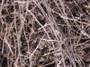 Burning bush