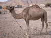 Camel