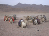 Bunch of camels