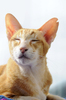 Siamese cat