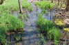 Wetland