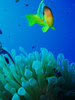 clownfish 2