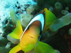 Amphiprioninae