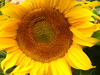 sunflower 2
