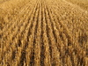 rich harvest 2