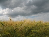 rich harvest 5