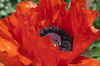 poppy flower