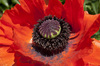 poppy flower