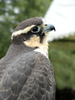Falcon