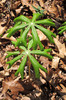Spring Plant