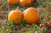 Pumpkins