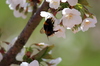 bee4