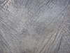 Elephant skin