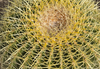 Cactus spines