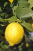 Lemons