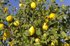 Lemons