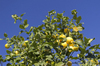 Lemons