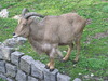Mountain goat