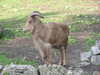 Mountain goat
