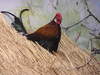 Rooster