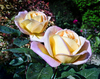 2 roses