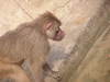 Baboon