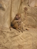 Baboons