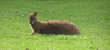 Kangaroo