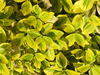 Yellow leaves