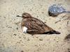 Eurasian Stone-curlew