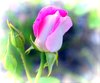 Pink Rosebud