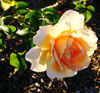 Beautiful Apricot Rose