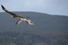 Red kite 3
