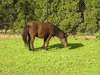 A small horse