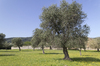 Meadow with olive trees