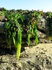 seaweed