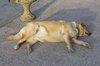 Sleepy dog