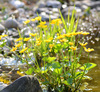 flowers on my pond